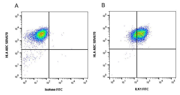 Anti ILK1 Antibody, clone CD01/2F7 (PrecisionAb Monoclonal Antibody) gallery image 4