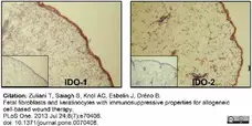 Anti Human Indoleamine 2,3-Dioxygenase Antibody, clone 10.1 gallery image 1