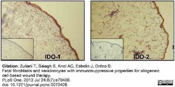 Anti Human Indoleamine 2,3-Dioxygenase Antibody, clone 10.1 gallery image 1