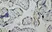 Anti Human Inhibin Alpha Antibody, clone R1 thumbnail image 10