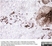Anti Human Inhibin Alpha Antibody, clone R1 thumbnail image 11