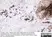 Anti Human Inhibin Alpha Antibody, clone R1 thumbnail image 11