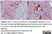 Anti Human Inhibin Alpha Antibody, clone R1 thumbnail image 14
