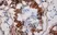 Anti Human Inhibin Alpha Antibody, clone R1 thumbnail image 3