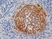 Anti Human Inhibin Alpha Antibody, clone R1 thumbnail image 4