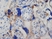 Anti Human Inhibin Alpha Antibody, clone R1 thumbnail image 7