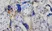 Anti Human Inhibin Alpha Antibody, clone R1 thumbnail image 7