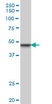 Anti Human INI-1 Antibody, clone 3E10 thumbnail image 1