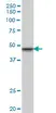 Anti Human INI-1 Antibody, clone 3E10 thumbnail image 1