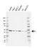 Anti INI-1 Antibody, clone E01/5G8 (PrecisionAb Monoclonal Antibody) thumbnail image 1