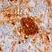 Anti Human Insulin/Proinsulin Antibody, clone D3E7 (5B6/6) thumbnail image 1