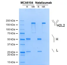 Anti Integrin Alpha 4 (Natalizumab Biosimilar) Antibody, clone Natalizumab gallery image 1