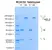 Anti Integrin Alpha 4 (Natalizumab Biosimilar) Antibody, clone Natalizumab thumbnail image 1