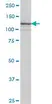 Anti Human Integrin Alpha 7 Antibody, clone 8G2 thumbnail image 1