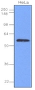 Anti Human IRF3 Antibody, clone 3F10 thumbnail image 1