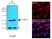 Anti Human IRF3 Antibody, clone 3F10 thumbnail image 2