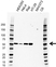 Anti IRF3 Antibody, clone AB01/1D2 (PrecisionAb Monoclonal Antibody) thumbnail image 3