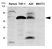 Anti Human IRF5 Antibody, clone 10T1 thumbnail image 1