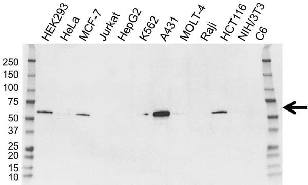 Anti IRF6 Antibody, clone OTI2C10 (PrecisionAb Monoclonal Antibody) gallery image 1