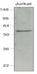 Anti Human IRF7 Antibody, clone 3D9 thumbnail image 1