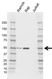 Anti IRF8 Antibody, clone CD01/4H2 (PrecisionAb Monoclonal Antibody) thumbnail image 1