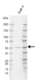 Anti Human IRF9 Antibody, clone I01/8C10 thumbnail image 1