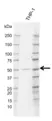 Anti Human IRF9 Antibody, clone I01/8C10 thumbnail image 1