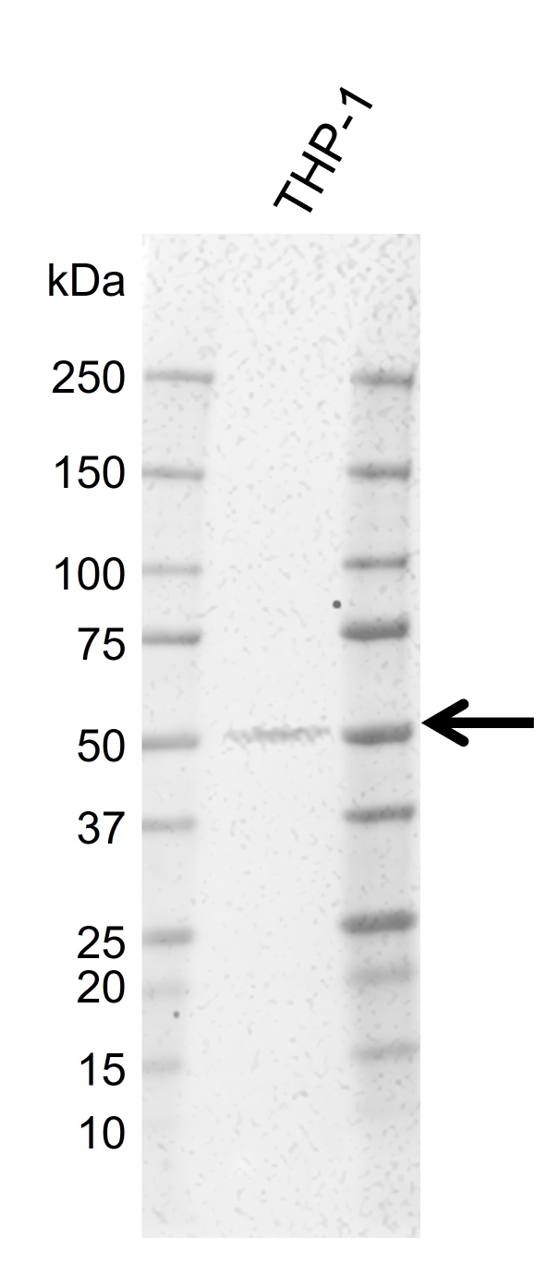 Anti Human IRF9 Antibody, clone I01/8C10 gallery image 1