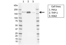 Anti Human IRS2 Antibody, clone G01-8F7 gallery image 1
