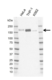 Anti Human IRS2 Antibody, clone G01-8F7 thumbnail image 1
