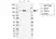 Anti Human IRS2 Antibody, clone G01-8F7 thumbnail image 1