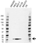 Anti ISG15 Antibody, clone AB01/4E8 (PrecisionAb Monoclonal Antibody) thumbnail image 1