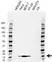 Anti ISG15 Antibody, clone AB01/4E8 (PrecisionAb Monoclonal Antibody) thumbnail image 1