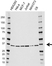 Anti JAB1 Antibody, clone AB08/2G2 (PrecisionAb Monoclonal Antibody) thumbnail image 1