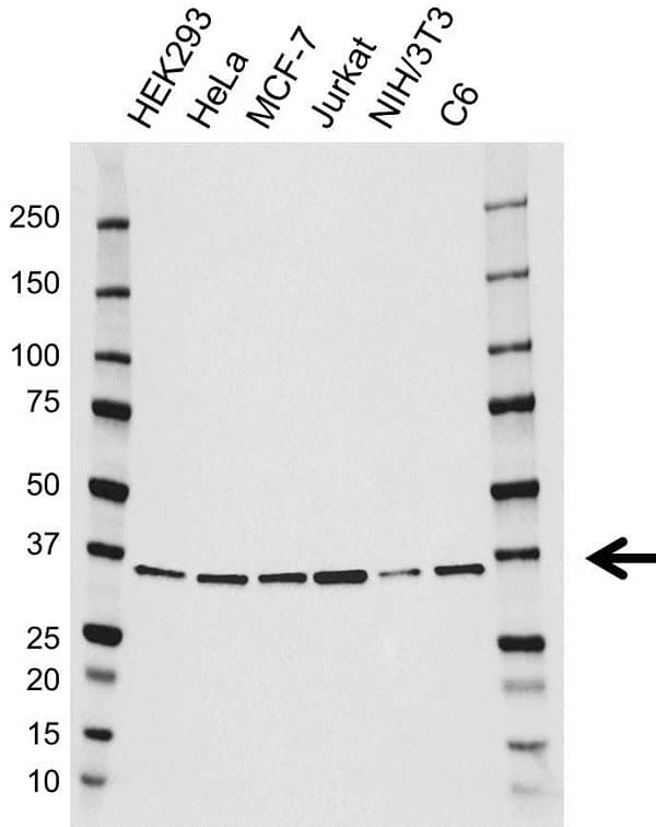 Anti JAB1 Antibody, clone AB08/2G2 (PrecisionAb Monoclonal Antibody) gallery image 1