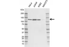Anti Human JAK1 Antibody, clone rKL01/3C7 gallery image 1