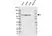 Anti Human JAK1 Antibody, clone rKL01/3C7 thumbnail image 1