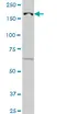 Anti Human JARID1B Antibody, clone 1G10 thumbnail image 2