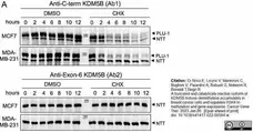 Anti Human JARID1B Antibody, clone 1G10 gallery image 4