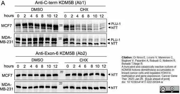 Anti Human JARID1B Antibody, clone 1G10 gallery image 4