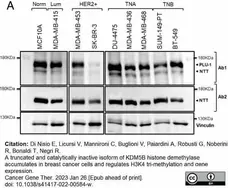 Anti Human JARID1B Antibody, clone 1G10 gallery image 5