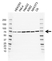 Anti Kars Antibody, clone AB01/3F8 (PrecisionAb Monoclonal Antibody) thumbnail image 1
