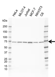 Anti KAT7 Antibody, clone EF01/2H10 (PrecisionAb Monoclonal Antibody) gallery image 1