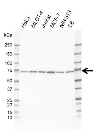 Anti KAT7 Antibody, clone EF01/2H10 (PrecisionAb Monoclonal Antibody) gallery image 1
