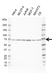 Anti KAT7 Antibody, clone EF01/2H10 (PrecisionAb Monoclonal Antibody) thumbnail image 1