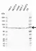 Anti KAT7 Antibody, clone EF01/2H10 (PrecisionAb Monoclonal Antibody) thumbnail image 1