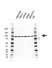 Anti KBNB1 Antibody, clone AB04/1A8 (PrecisionAb Monoclonal Antibody) thumbnail image 1