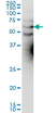 Anti Human KCNA3 Antibody, clone 1D8 thumbnail image 1