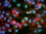 Anti Ki67 Antibody, clone AbD02531 thumbnail image 1