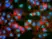 Anti Ki67 Antibody, clone AbD02531 thumbnail image 1